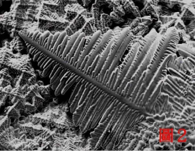 Closer electron micrograph of one dendrite, its side branches running off a central spine